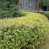 Спирея в городском ландшафте © blumgarden.ru