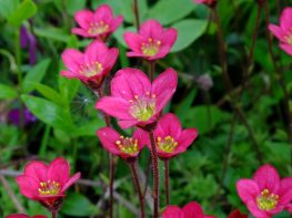 Камнеломка (Saxifraga) © Blumgarden.ru