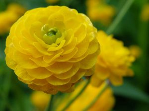 Лютик едкий махровый Hortensis (Ranunculus Acris)