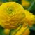 Лютик (Ranunculus) © blumgarden.ru