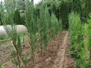 Можжевельник скальный «Скайрокет» (Juniperus Skopulorum Skyrocket)