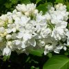 Сирень с белыми цветами Флора © blumgarden.ru
