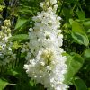 Сирень Flora (Флора) © blumgarden.ru