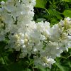Сирень Флора © blumgarden.ru