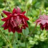 Аквилегия с красными махровыми цветами © blumgarden.ru