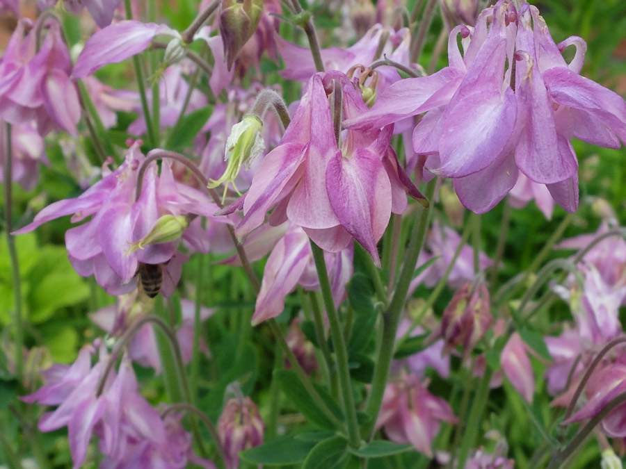 Аквилегия обыкновенная розовая, водосбор (Aquilegia vulgaris)