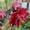 Аквилегия махровая красная © blumgarden.ru