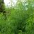 Полынь Божье дерево (Artemisia abrotanum) © blumgarden.ru