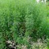 Полынь лечебная Божье дерево © blumgarden.ru