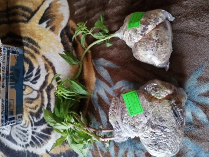 Посылка с саженцами посконника © blumgarden.ru