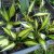 Хоста «Сюрпрайзед бай Джой» (Hosta Surprised by Joy) © blumgarden.ru