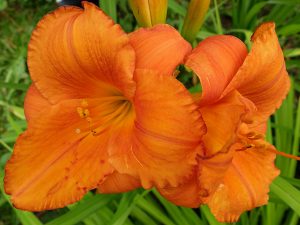 Лилейник «Мауна Лоа» (Hemerocallis Mauna Loa)