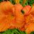 Лилейник оранжевый «Мауна Лоа» (Hemerocallis Mauna Loa) © blumgarden.ru