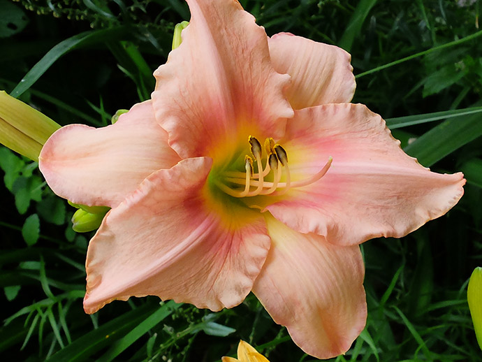 Лилейник «Строберри Свирл» (Hemerocallis Strawberry Swirl)