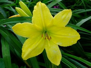 Лилейник «Грин Флаттер» (Hemerocallis Green Flutter)