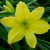 Лилейник гибридный Грин Флуттер (Green Flutter) © blumgarden.ru