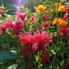Монарда двойчатая красная © blumgarden.ru