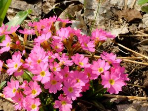 Примула розовая (Primula Rosea Gigas)