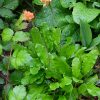 Примула rosea после цветения © blumgarden.ru