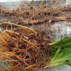 Посадочный материал: лилейники, корневища ваточника сирийского © blumgarden.ru