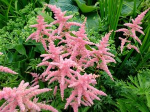 Астильба Арендса «Брессингем Бьюти» (Astilbe Arendsii Bressingham Beauty)