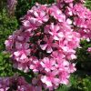 Флокс розовый метельчатый Мисс Элли © blumgarden.ru