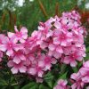 Флокс Мисс Элли купить © blumgarden.ru