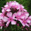 Соцветие флокса Мисс Элли © blumgarden.ru