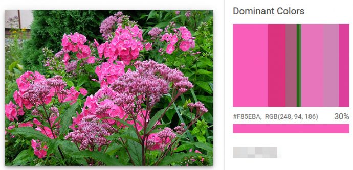 Розовые флоксы и посконник - цветовая гамма для ландшафтной композиции © blumgarden.ru