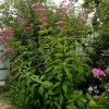 Цветы пурпурного посконника для ландшафтного сада © blumgarden.ru