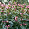 Хелоне - черепашья голова © blumgarden.ru