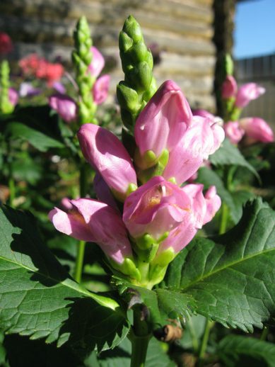 Цветок хелоне косой крупным планом — двугубая форма «черепашья голова», Chelone obliqua, розовый © blumgarden.ru