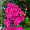 Красивые флоксы купить © blumgarden.ru