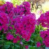 Флоксы садовые © blumgarden.ru