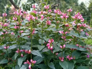 Хелоне косая (Chelone Obliqua) — цветущий куст с розовыми соцветиями «черепашьи головы», август © Blumgarden.ru