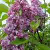 Сирень Кондорсе (Condorcet) © blumgarden.ru