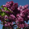 Сирень маджентовая Конго © blumgarden.ru