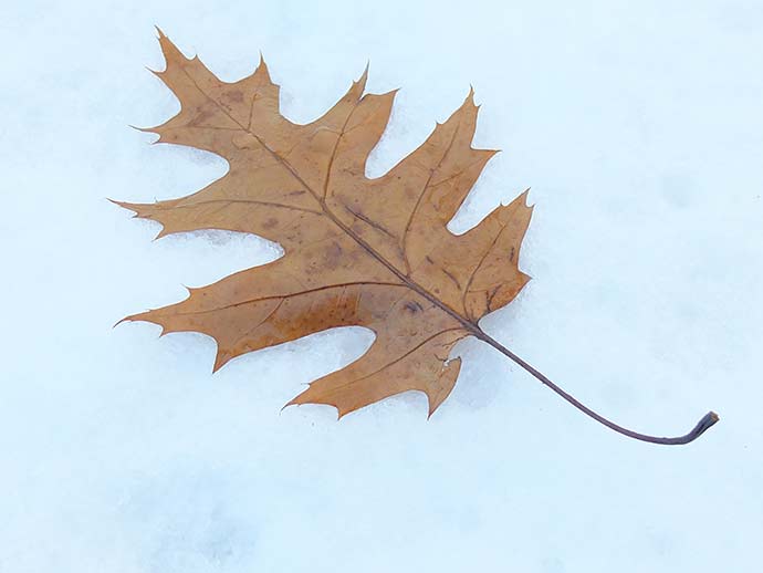 Дубовый лист на снегу © blumgarden.ru