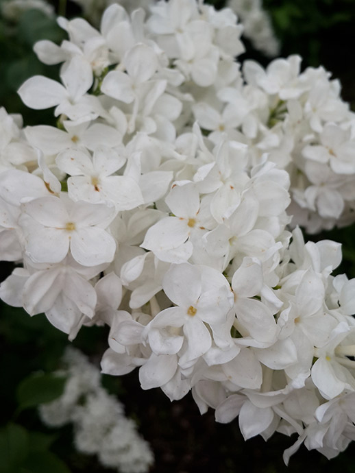 Белая сирень Галина Уланова на посадку - продажа - питомник в Хлюпино © blumgarden.ru