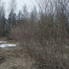 Сирень обыкновенная для изгороди в питомнике Хлюпино © blumgarden.ru