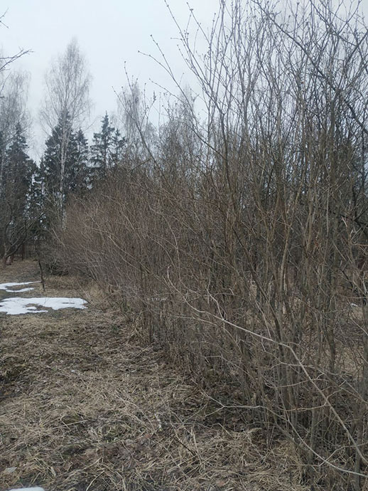 Сирень обыкновенная для изгороди в питомнике Хлюпино © blumgarden.ru