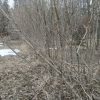 Кусты сирени для живой изгороди © blumgarden.ru