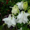 Аквилегия махровая Белая башня, водосбор (Aquilegia vulgaris White Tower) © blumgarden.ru