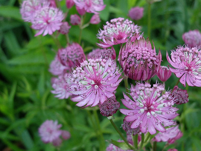 Астранция крупная, звездовка розовая (Astrantia major pink)