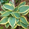 Хоста Отэм Фрост (Hosta Autumn Frost) © blumgarden.ru