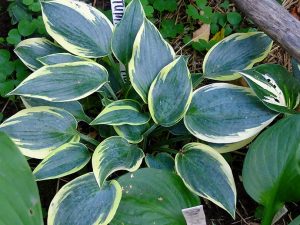 Хоста «Отэм Фрост» (Hosta Autumn Frost)