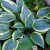 Хоста Отэм Фрост (Hosta Autumn Frost) © blumgarden.ru