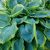 Хоста Фрэнсис Вильямс (Hosta Frances Williams) © blumgarden.ru