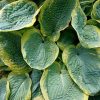 Хоста «Фрэнсис Вильямс» (Hosta Frances Williams) © blumgarden.ru
