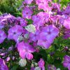 Флоксы темно-розовые и астранция © blumgarden.ru